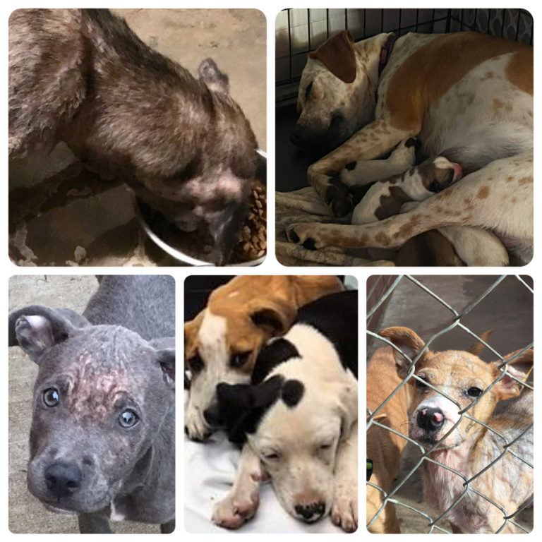 Oklahoma Rescue SPAR - Saving Pets At Risk Oklahoma Pet Rescue & Adoption